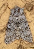 Acronicta (Viminia) euphorbiae